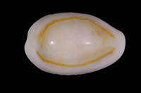 藏品(金環寶螺)的圖片